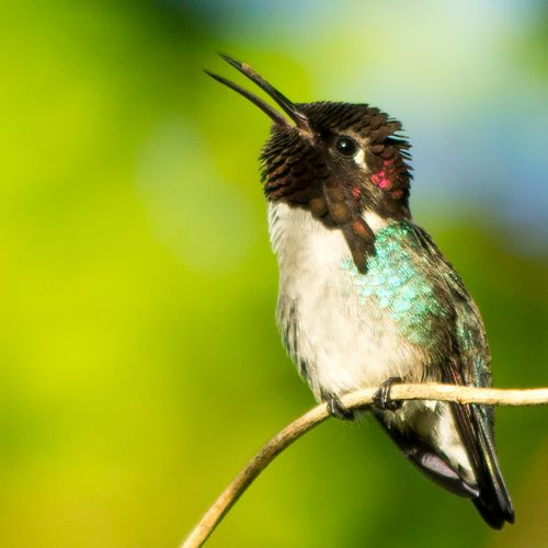 Bee-hummingbird-Zunzuncito-1-scaled.jpg